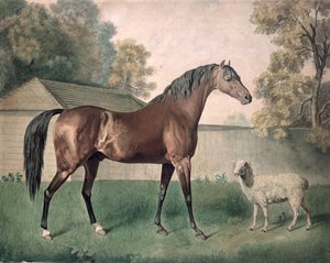 ダンガンノン」（水彩・紙 作： George Townley Stubbs