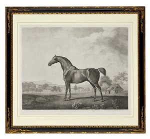 アメリカナデシコ（点刻） 作： George Townley Stubbs