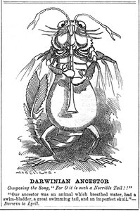 ダーウィニアンの祖先、1887 作： George du Maurier