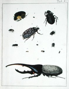 様々なカブトムシ、「Diarium Zoologicum」のプレートI 作： Georges Cuvier