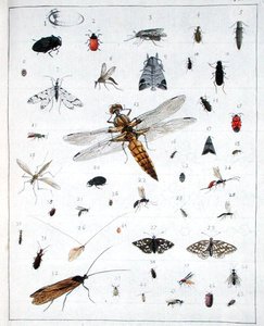 様々な昆虫、「Diarium Zoologicum」のプレートIII 作： Georges Cuvier