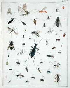 様々な昆虫、「Diarium Zoologicum」のプレートVII 作： Georges Cuvier