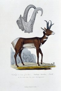 自然史板。スカンクアンテロープ；Furcifer Antelope, Smithを表す動物学的ボード。 a. 発育全体の角 - 博物学者Georges Louis Leclerc, Count of Buffon (1707 - 1788)の『ビュフォン全集』に掲載。エングレーヴィング f