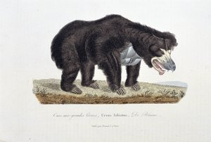博物図版。ブッフォン伯爵ジョルジュ・ルイ・ルクレール（1707-1788）の『ブッフォン全集』に掲載されている「大きな唇の熊」（De Blaini）を描いた動物学プレート。1837年のエングレーヴィング。