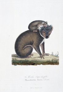 博物図版。博物学者ビュフォン伯爵ジョルジュ・ルイ・ルクレール（1707-1788）の『ビュフォン全集』に掲載されたコアラ（グリフィス作）の動物園板。1837年のエングレーヴィング。 作： Georges Louis Leclerc