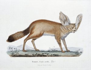 博物図譜。博物学者ビュフォン伯爵ジョルジュ・ルイ・ルクレール（1707-1788）の『ビュフォン全集』に掲載されているフェネック（犬）の動物学的板。1837年のエングレーヴィング。 作： Georges Louis Leclerc