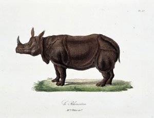 博物図譜。博物学者ビュフォン伯爵ジョルジュ・ルイ・ルクレール（1707-1788）の『ビュフォンの完成品』に掲載されている「犀」を表す動物学の板。1837年のエングレーヴィング。