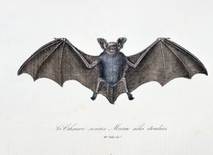 博物図譜。ビュフォン伯爵ジョルジュ・ルイ・ルクレール（1707-1788）の『ビュフォン全集』に掲載されている、翼を広げたコウモリ「ムリン」を表す動物学的板。1837年のエングレーヴィング。 作： Georges Louis Leclerc