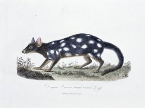 博物図譜。博物学者ビュフォン伯爵ジョルジュ・ルイ・ルクレール（1707-1788）の『ビュフォン全集』に掲載されているダシュール・ヴィベルリン（Dasyurus Viverrinus）の動物学的板。1837年のエングレーヴィング。 作： Georges Louis Leclerc