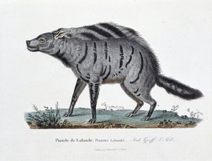 博物図譜。博物学者ビュフォン伯爵ジョルジュ・ルイ・ルクレール（1707-1788）の『ビュフォン全集』に掲載されている「Protele de Lalande, Proteles Lalandii」を表現した動物図鑑。1837年のエングレーヴィング。 作： Georges Louis Leclerc