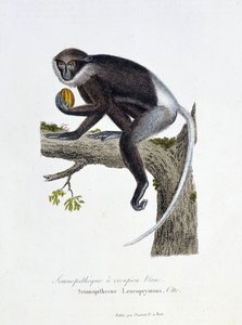 博物図譜。博物学者ビュフォン伯爵ジョルジュ・ルイ・ルクレール（1707-1788）の『ビュフォン全集』に掲載されている「白いランプのセミノピテクス（Semnopithecus Leucoprymnus, Otto）」を表現した動物学的板。1837年に描かれたもの。 作： Georges Louis Leclerc