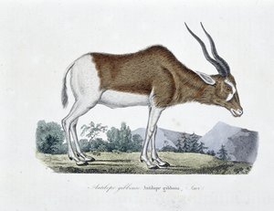 博物図譜。博物学者ビュフォン伯爵ジョルジュ・ルイ・ルクレール（1707-1788）の『ビュフォン全集』に掲載されているギボス・アンテロープ、ギボサ・アンテロープ、サヴィの動物学図。1837年に描かれたもの。