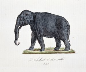 博物図譜。博物学者ビュフォン伯爵ジョルジュ・ルイ・ルクレール（1707-1788）の『ビュフォン全集』に掲載されている「アジアの象（オス）」の動物図鑑。1837年のエングレーヴィング。
