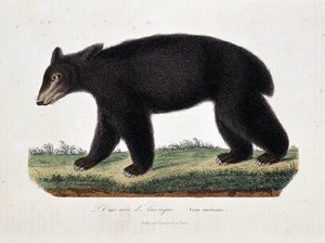 博物図譜。博物学者ビュフォン伯爵ジョルジュ・ルイ・ルクレール（1707〜1788）の『ビュフォンの著作』に掲載されているアメリカのツキノワグマ（Ursus americanus）を描いた動物図鑑。1837年に描かれたもの。 作： Georges Louis Leclerc