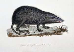 博物図譜。博物学者ビュフォン伯爵ジョルジュ・ルイ・ルクレール（1707-1788）の『ビュフォン全集』に掲載されている「ラッフルズのギムヌール」（Gymnura Rafflesii, Lefs, man）を描いた動物学図。1837年に描かれたもの。 作： Georges Louis Leclerc