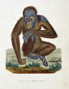 博物図譜。博物学者ビュフォン伯爵ジョルジュ・ルイ・ルクレール（1707-1788）の『ビュフォン全集』に掲載されたオランウータン（オラン・アウトラン、オラン・アウトラン、オラン・アウトラン）の動物図鑑。1837年に描かれたもの。 作： Georges Louis Leclerc