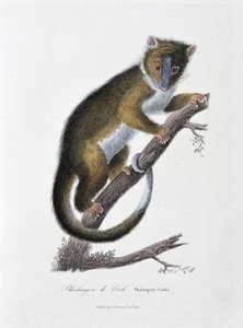 博物図譜。博物学者ビュフォン伯爵ジョルジュ・ルイ・ルクレール（1707〜1788）の「ビュフォンの著作」に掲載されている、クックのファランゲル（Phalangista Cookii）を描いた動物図鑑。1837年に描かれたもの。 作： Georges Louis Leclerc