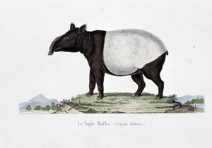 博物図譜。博物学者ビュフォン伯爵ジョルジュ・ルイ・ルクレール（1707-1788）の『ビュフォンの著作』に掲載されている舞鶴（タピルス・インディカス）の動物学的図。1837年のエングレーヴィング。