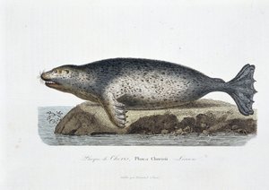 博物学ボード。博物学者ビュフォン伯爵ジョルジュ・ルイ・ルクレール（1707 - 1788）の『ビュフォン作品集』に掲載されているチョリス（Phoca Chorisii）のアザラシ（Lesson）を描いた動物誌ボード。1837年のエングレーヴィング。 作： Georges Louis Leclerc