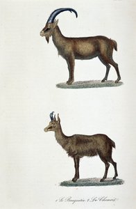 博物学的なボード。1.を表す動物学的なボード。アイベックスと2.博物学者ビュフォン伯爵ジョルジュ・ルイ・ルクレール（1707-1788）の『Completes de Buffon』に登場するシャモア。1837年のエングレーヴィング。