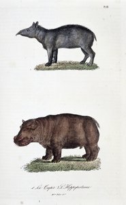 博物学的なボード。1.を表す動物学的ボード。The Tapir and 2.博物学者ビュフォン伯爵ジョルジュ・ルイ・ルクレール（1707-1788）の『ビュフォン全集』に掲載されている。1837年のエングレーヴィング。 作： Georges Louis Leclerc