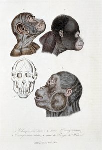 博物学的なボード。1.を表す動物学的ボード。チンパンジーの幼体、2.オランウータンの幼体、3.オランウータンの成体、4.ツル・デュ・ポンゴ・ドゥ・ウァンブ-博物学者ジョルジュ・ルイ・ルクレールの「ビュフォン全集」に掲載。 作： Georges Louis Leclerc