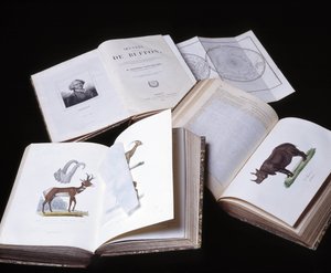 博物学者ビュフォン伯爵ジョルジュ・ルイ・ルクレール（1707～1788）の『ビュフォン全集』の静物画。1837年のエングレーヴィング。