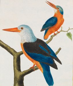 自然史。 鳥。 イルミネーションプレート、1766-1782。 作： Georges Louis Leclerc de Buffon