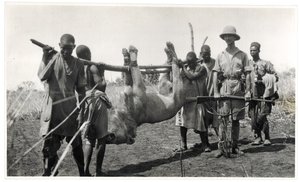 ライオン、バールエルガザール、アムダフォック、1925年（ゼラチンシルバープリント）