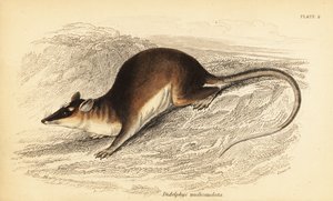 茶色の 4 つ目のオポッサム、Metachirus nudicaudatus。 、1841年（彫刻） 作： Georges Robert Waterhouse