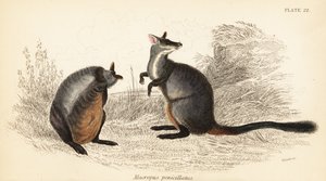 ブラシ尾岩ワラビー、ペトロガレ・ペニシラータ。 、1841年（彫刻） 作： Georges Robert Waterhouse