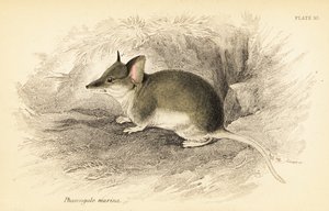 一般的なダンナート、Sminthopsis murina。 、1841年（彫刻） 作： Georges Robert Waterhouse