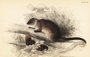 カワゲラ、Pseudocheirus peregrinus が見えます。 、1841年（彫刻） 作： Georges Robert Waterhouse