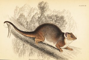 カワゲラ、Pseudocheirus peregrinus が見えます。 、1841年（彫刻） 作： Georges Robert Waterhouse