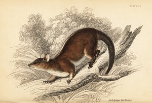 ダービーのウーリー オポッサム、カルロミス デルビアヌス。 、1841年（彫刻）