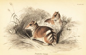 ヒガシバンディクート、Perameles gunnii.、1841年（彫刻） 作： Georges Robert Waterhouse