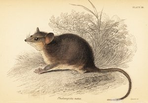 東部ピグミー ポッサム、Cercartetus nanus、1841 年 (彫刻) 作： Georges Robert Waterhouse