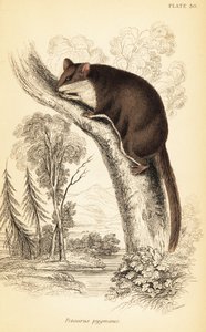 フェザーテイル グライダー、Acrobates pygmaeus。 、1841年（彫刻） 作： Georges Robert Waterhouse
