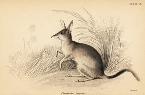 オオビルビー、マクロティス・ラゴティス。 絶滅危惧種。 、1841年（彫刻） 作： Georges Robert Waterhouse