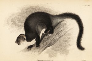 グライダー、Petauroides volans。 、1841年（彫刻） 作： Georges Robert Waterhouse