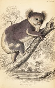 コアラ、Phascolarctos cinereus.、1841 年 (彫刻) 作： Georges Robert Waterhouse
