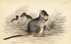 Long-footed potoroo、Potorous longipes。 傷つきやすい、1841 年 (彫刻) 作： Georges Robert Waterhouse