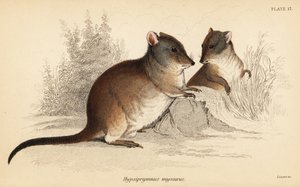 Long-nosed potoroo、Potorous tridactylus tridactylus.、1841 年 (彫刻) 作： Georges Robert Waterhouse