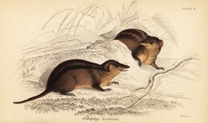 ノーザン スリー ストライプ オポッサム、モノデルフィス アメリカーナ。 、1841年（彫刻） 作： Georges Robert Waterhouse