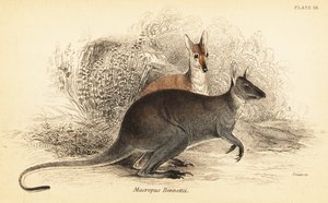 アカクビワラビー、マクロプス・ルフォグリセウス。 、1841年（彫刻） 作： Georges Robert Waterhouse