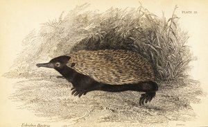 短いくちばしのハリモグラ、Tachyglossus aculeatus.、1841 年 (彫刻) 作： Georges Robert Waterhouse