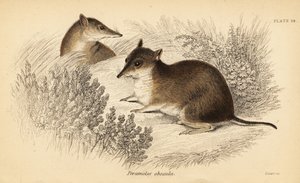 サザン ブラウン バンディクー、Isoodon obesulus。 絶滅危惧種。 、1841年（彫刻） 作： Georges Robert Waterhouse