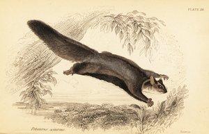 リス グライダー、Petaurus norfolcensis、1841 年 (彫刻) 作： Georges Robert Waterhouse