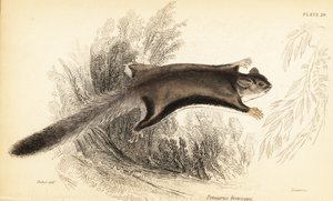 フクロモモンガ、Petaurus breviceps.、1841 年 (彫刻) 作： Georges Robert Waterhouse