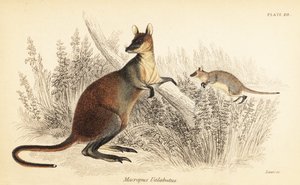 スワンプワラビー、ワラビアバイカラー。 、1841年（彫刻） 作： Georges Robert Waterhouse